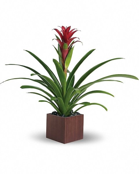 Bromeliad plant in a square brown pot from Gurnee flower shop