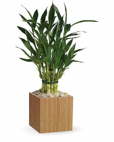 Bamboo palm indoor plant in wooden cube planter