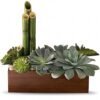Succulent and cactus arrangement in wooden planter
