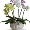 White orchid arrangement in a bowl for flower delivery Vernon Hills IL