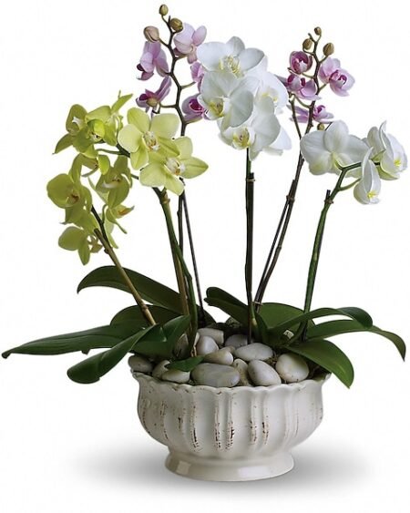 White orchid arrangement in a bowl for flower delivery Vernon Hills IL