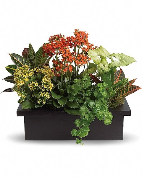 : Mixed flowering plant arrangement in black rectangular planter
