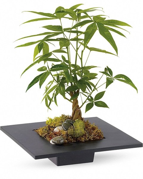 Lucky bamboo plant arrangement on decorative tray