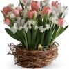 Pink and white tulip arrangement in wicker basket