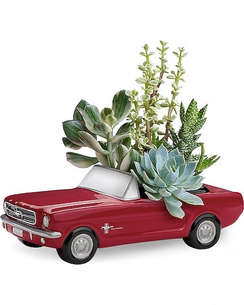 Succulent arrangement in red vintage car planter