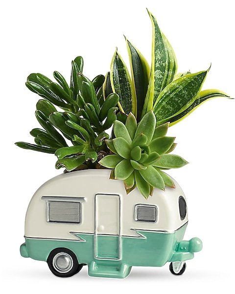 Succulent plant arrangement in decorative camper planter