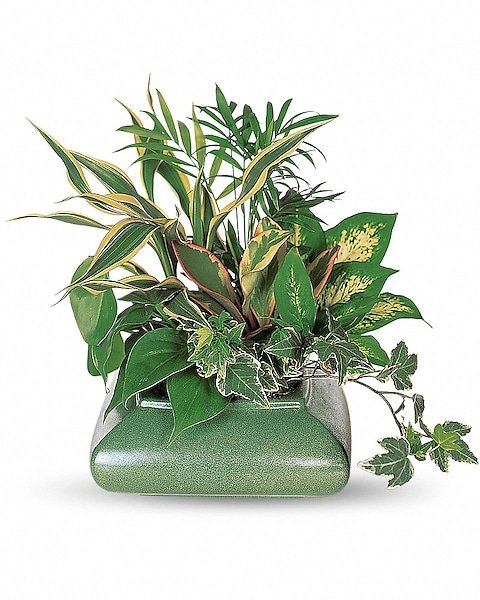 Tropical foliage plant arrangement in ceramic dish from Gurnee flower shop