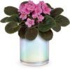 Pink flowering plant in iridescent ceramic pot