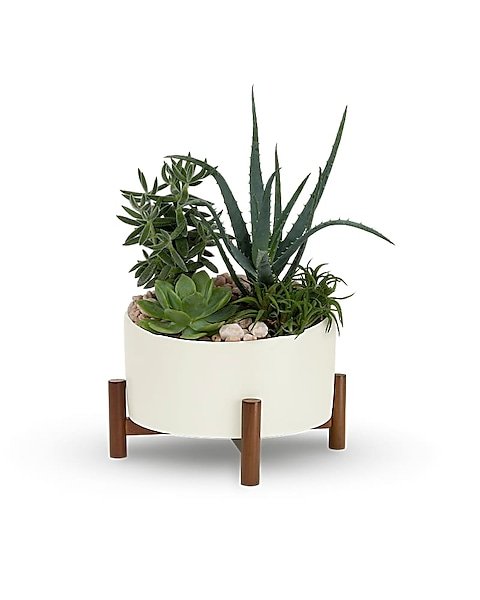 Snake plant indoor houseplant in white pot on wooden stand