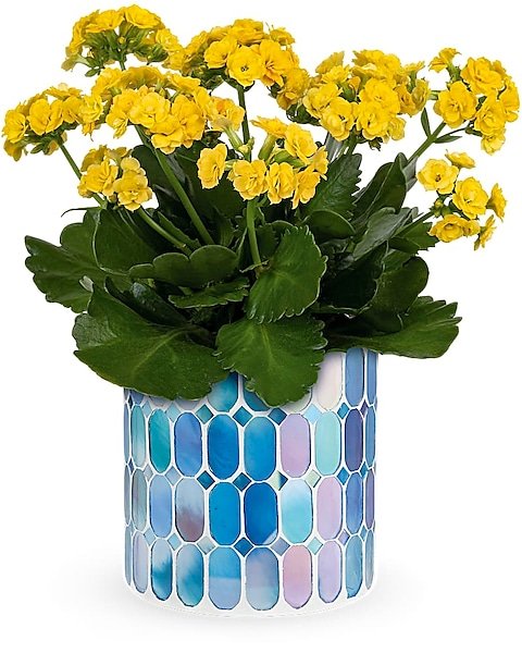 Yellow kalanchoe flowering plant in patterned pot