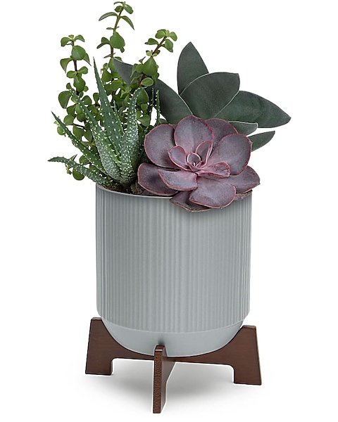 Mixed succulent arrangement in ribbed gray ceramic pot