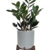 ZZ plant indoor houseplant in gray planter