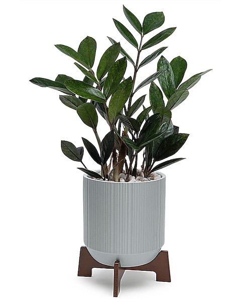 ZZ plant indoor houseplant in gray planter