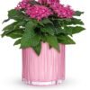 Pink flowering plant in ribbed pink ceramic planter