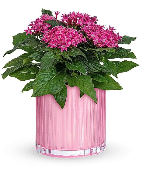 Pink flowering plant in ribbed pink ceramic planter