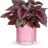ink polka dot plant in textured pink pot