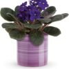 Purple African violet flowering plant in ceramic pot