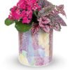 Pink flowering plant with foliage in decorative ceramic pot