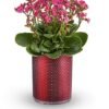Pink kalanchoe flowering plant in red textured pot