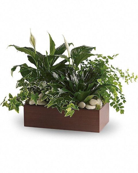Green dish garden plant arrangement in wooden container for flower delivery Waukegan IL