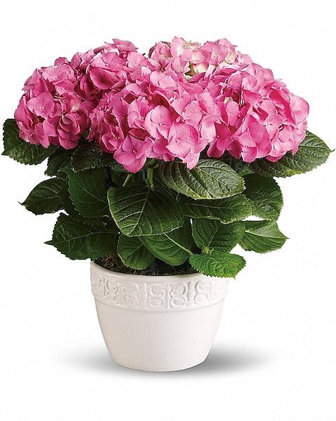 Pink hydrangea flowering plant in decorative pot from Gurnee flower shop