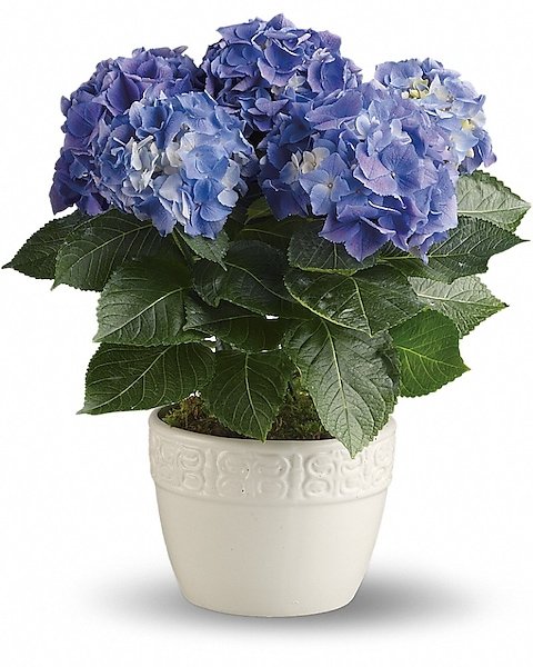 Blue hydrangea plant arrangement available for flower delivery Gurnee