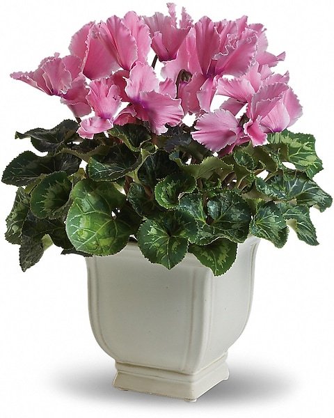 Pink cyclamen flowering plant in ceramic pot for flower delivery Grayslake IL