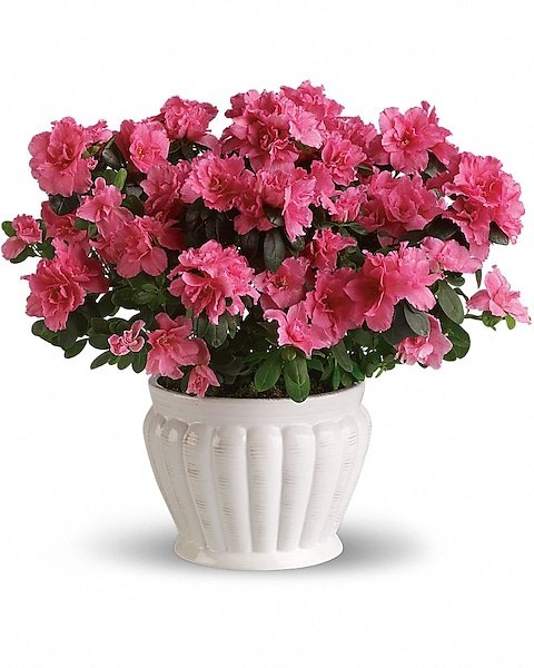 Pink azalea flowering plant in white pot from Gurnee flower shop