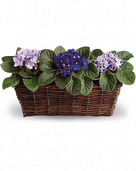 African violet flowering plant in basket from florist in Grayslake IL
