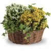 Blooming plant arrangement in basket from florist in Vernon Hills IL
