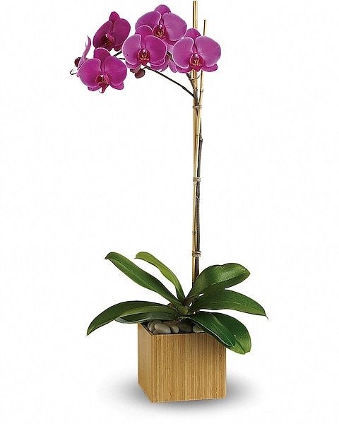 Elegant orchid arrangement in a wooden vase from Gurnee flower shop