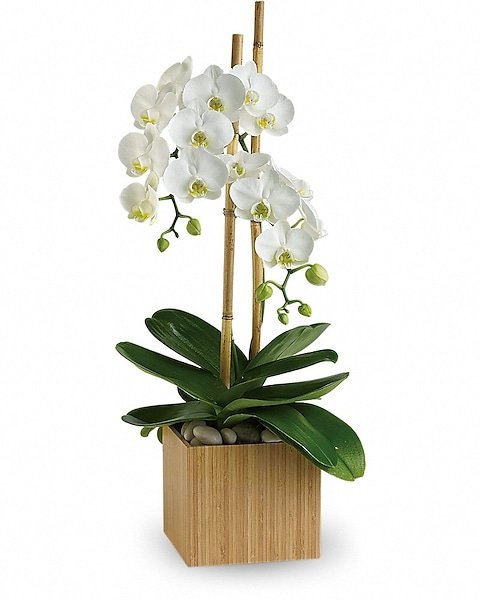 White orchids in bamboo pot for flower delivery Waukegan IL