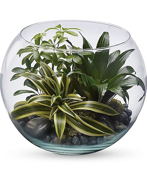 Glass terrarium bowl with assorted green plants
