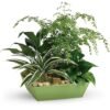 Mixed green indoor plant arrangement in decorative container for flower delivery Waukegan IL