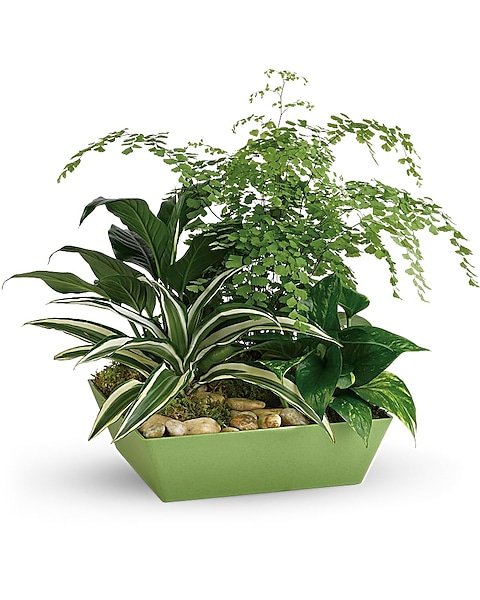 Mixed green indoor plant arrangement in decorative container for flower delivery Waukegan IL