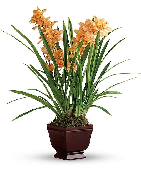 Orange flowering plant in decorative indoor pot