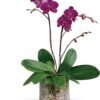 Purple orchid plant arrangement for flower delivery Gurnee IL
