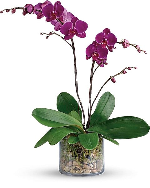 Purple orchid plant arrangement for flower delivery Gurnee IL