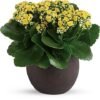 Yellow kalanchoe flowering plant in round pot