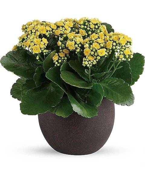 Yellow kalanchoe flowering plant in round pot
