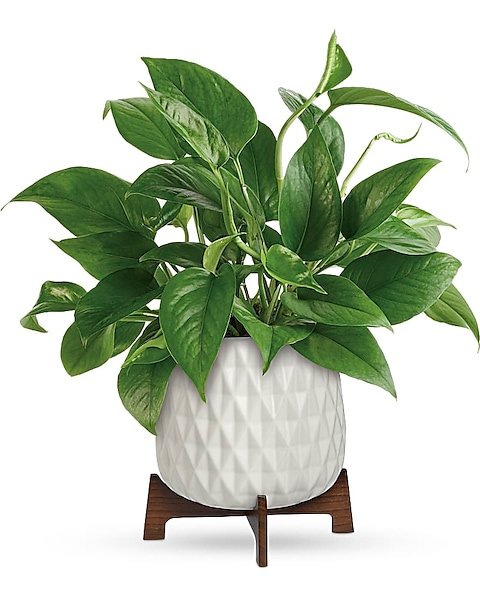 Peace lily style green plant in white textured pot