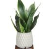 Snake plant indoor houseplant in modern pot from Gurnee flower shop