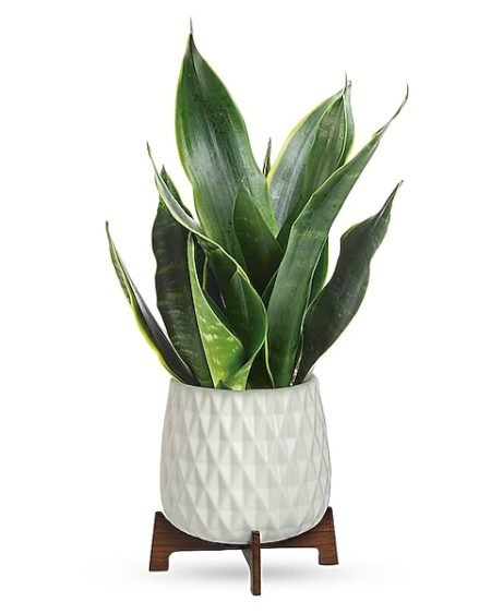 Snake plant indoor houseplant in modern pot from Gurnee flower shop