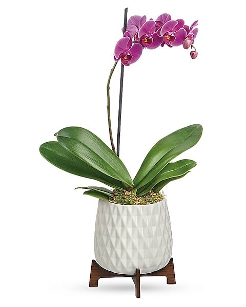 White orchid plant in modern ceramic pot