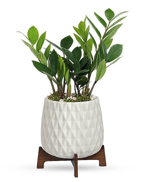 ZZ plant in white geometric ceramic planter