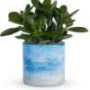 Green foliage houseplant in blue ceramic pot