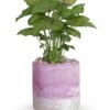 Green leafy houseplant in pink ceramic pot