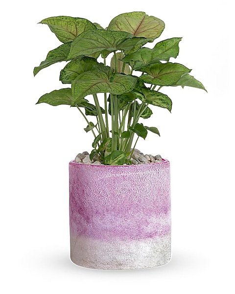 Green leafy houseplant in pink ceramic pot