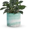 Green leafy plant in textured ceramic pot