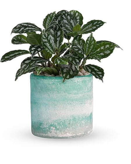 Green leafy plant in textured ceramic pot